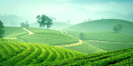 The Ultimate Munnar Holiday Guide: Best Places, Tips & Itinerary