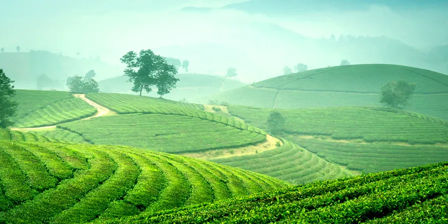 The Ultimate Munnar Holiday Guide: Best Places, Tips & Itinerary